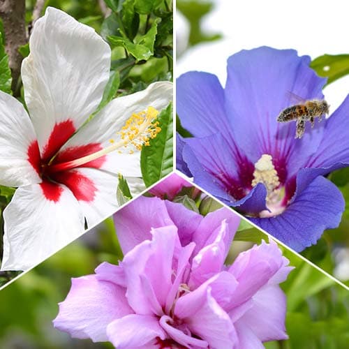Tolles Angebot! Hibiskus Trio, Set mit 3 Setzlingen interface.art Bild 1 Tolles Angebot! Hibiskus Trio, Set mit 3 Setzlingen interface.image 1 interface.art 2035