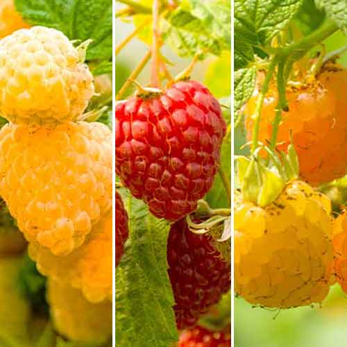 Tolles Angebot! Himbeere (Ernte 2 Mal im Jahr), Set mit 3 Setzlingen interface.image 1 interface.art 5844