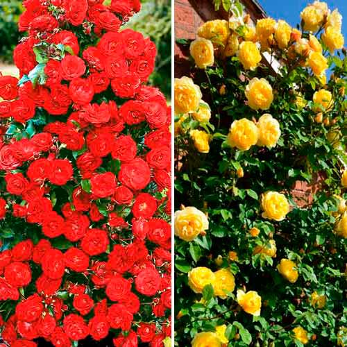 Tolles Angebot! Kletterrosen-Set Duo, Setzlinge 2er Set interface.art Bild 1 Tolles Angebot! Kletterrosen-Set Duo, Setzlinge 2er Set interface.image 1 interface.art 3699