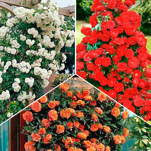 Tolles Angebot! Kletterrosen-Set Trio, Setzlinge 3er Set interface.image 1 interface.art 3647