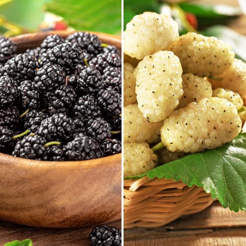 Tolles Angebot! Maulbeere, Set mit 2 Setzlingen interface.art Bild 1 Tolles Angebot! Maulbeere, Set mit 2 Setzlingen interface.image 1 interface.art 5861