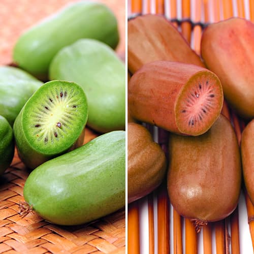 Tolles Angebot! Mini-Kiwi (Actinidia) grün Duo, Set mit 2 Setzlingen interface.art Bild 1 Tolles Angebot! Mini-Kiwi (Actinidia) grün Duo, Set mit 2 Setzlingen interface.image 1 interface.art 9337