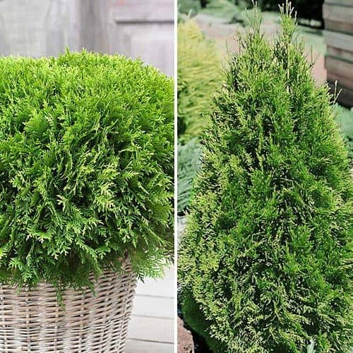 Tolles Angebot! Nadelbaum Duo, Set mit 2 Setzlingen interface.image 1 interface.art 9468