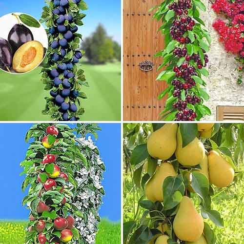 Tolles Angebot! Obstbaukasten, Set mit 4 Setzlingen interface.image 1 interface.art 1955