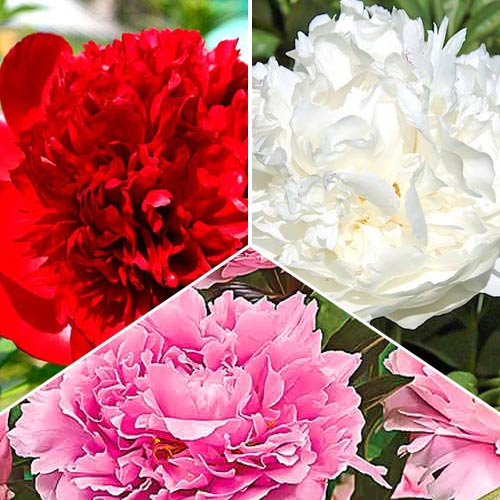 Tolles Angebot! Pfingstrose, Set von 3 Sorten interface.image 1 interface.art 76507