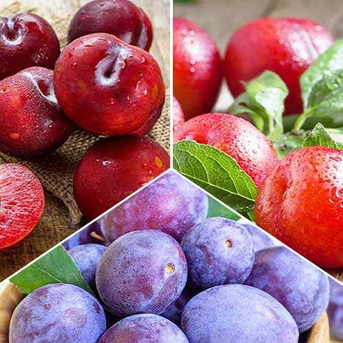 Tolles Angebot! Pflaumen Trio, Set mit 3 Setzlingen interface.image 1 interface.art 5674