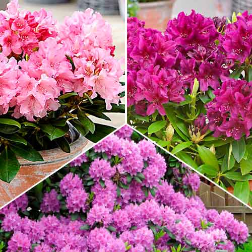 Tolles Angebot! Rhododendron, Set mit 3 Setzlingen interface.art Bild 1 Tolles Angebot! Rhododendron, Set mit 3 Setzlingen interface.image 1 interface.art 4814