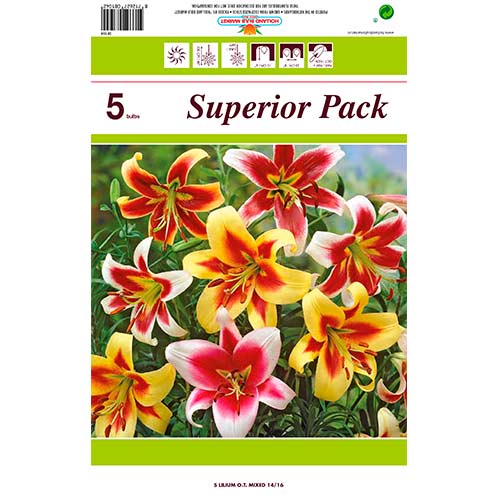 Tolles Angebot! Riesen-Baum-Lilie, 5 Knollen interface.image 1 interface.art 76474