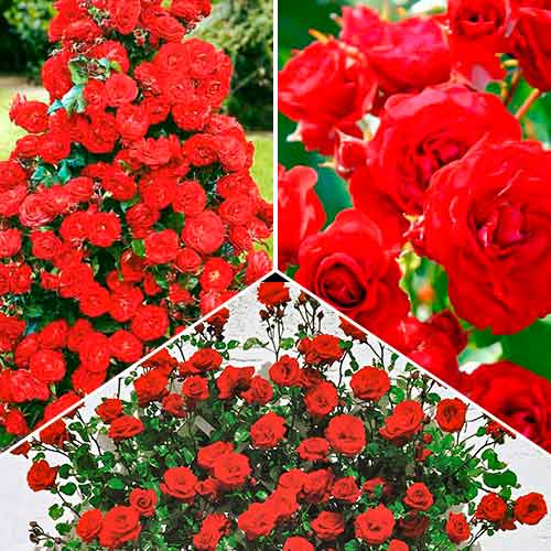 Tolles Angebot! Rosenset Flower Symphony, Setzlinge 3er Set interface.image 1 interface.art 5211