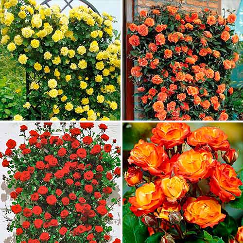 Tolles Angebot! Rosenset Tango, Setzlinge 4er Set interface.image 1 interface.art 5213