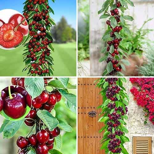 Tolles Angebot, Säulensüßkirche Royal, Set mit 4 Setzlinge interface.image 1 interface.art 1981