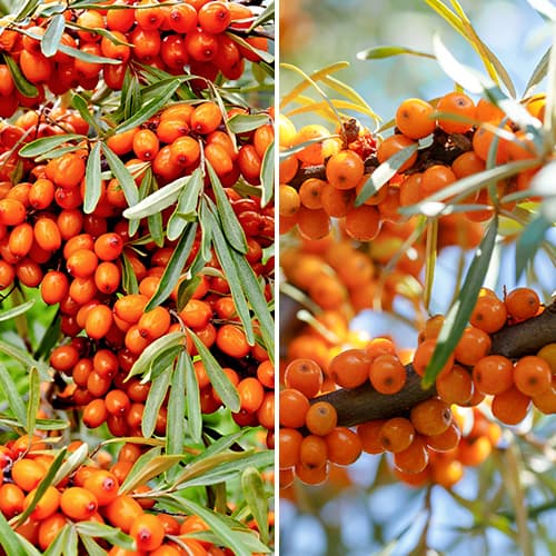 Tolles Angebot! Sanddorn, Set mit 2 Setzlinge interface.art Bild 1 Tolles Angebot! Sanddorn, Set mit 2 Setzlinge interface.image 1 interface.art 5860