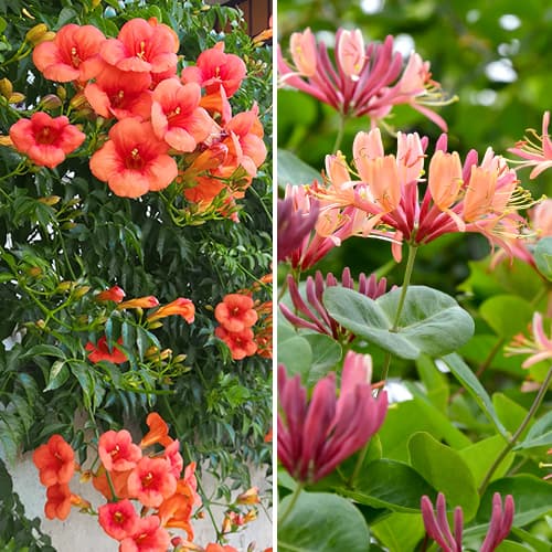 Tolles Angebot! Ziersträucher, Set mit 2 Setzlingen interface.image 1 interface.art 4817