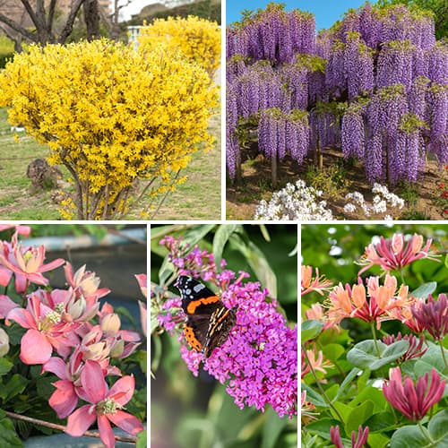 Tolles Angebot! Ziersträucher , Set mit 5 Setzlingen interface.image 1 interface.art 2034