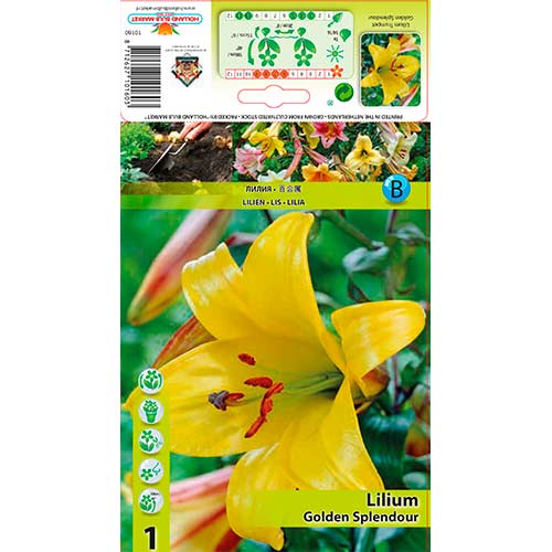 Trompeten-Lilie Golden Splendor interface.image 1 interface.art 76309