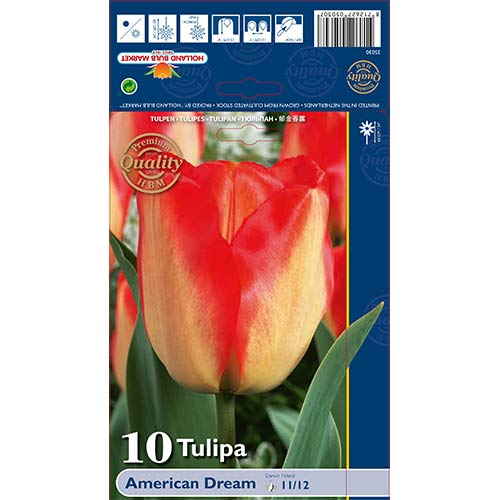 Tulpe American Dream interface.image 1 interface.art 68026