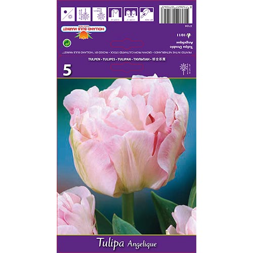 Tulpe Angelique interface.art Bild 1 Tulpe Angelique interface.image 1 interface.art 67684