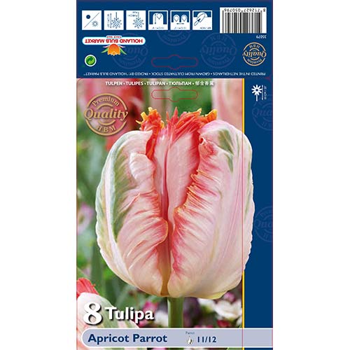 Tulpe Apricot Parrot interface.image 1 interface.art 67867
