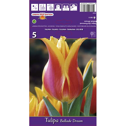Tulpe Ballade Dream interface.image 1 interface.art 67477