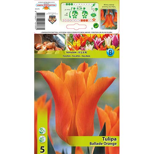 Tulpe Ballade Orange interface.image 1 interface.art 67690