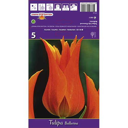 Tulpe Ballerina interface.image 1 interface.art 67754
