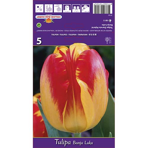 Tulpe Banja Luka interface.image 1 interface.art 68103