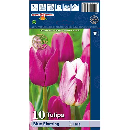 Tulpe Blue Flaming, farbmischung interface.image 1 interface.art 68030
