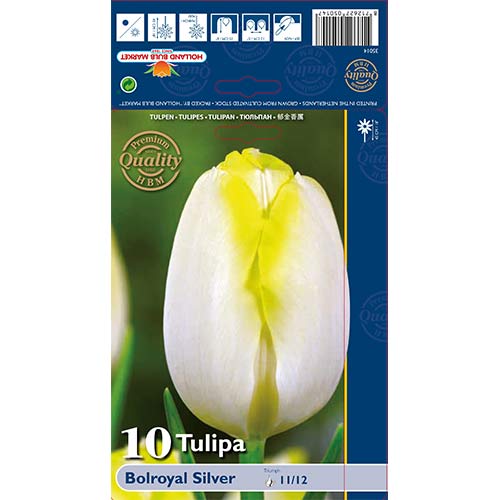 Tulpe Bolroyal Silver interface.image 1 interface.art 67706