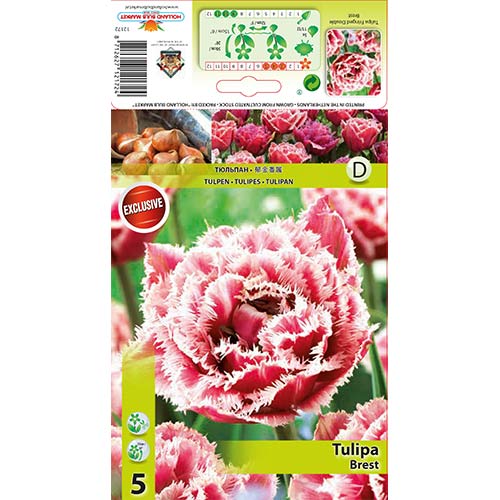 Tulpe Brest interface.image 1 interface.art 68076