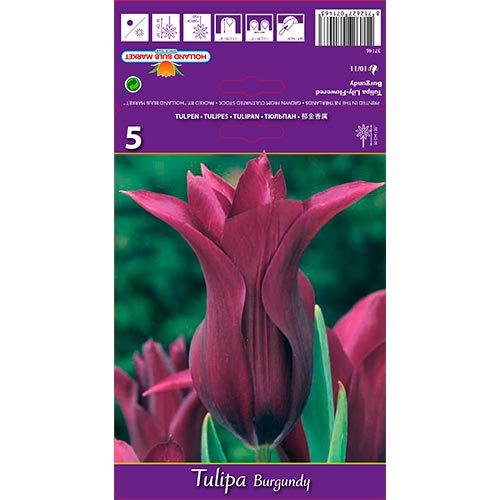 Tulpe Burgundy interface.image 1 interface.art 67759