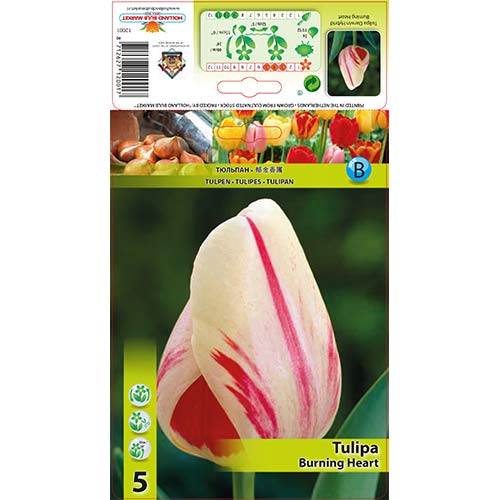 Tulpe Burning Heart interface.art Bild 1 Tulpe Burning Heart interface.image 1 interface.art 70292