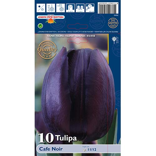 Tulpe Cafe Noir interface.art Bild 1 Tulpe Cafe Noir interface.image 1 interface.art 67739