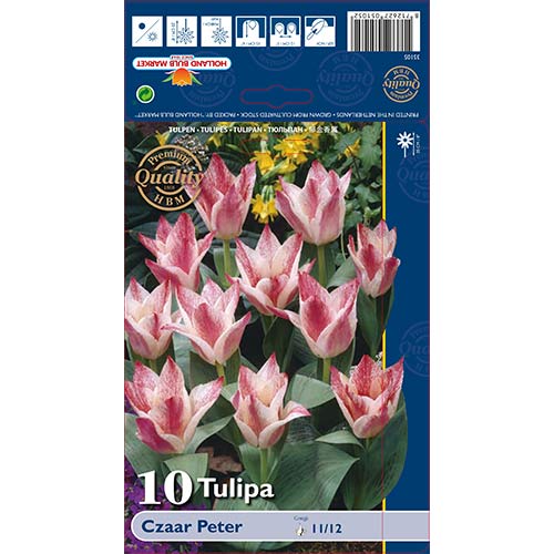 Tulpe Czaar Peter interface.image 1 interface.art 70266