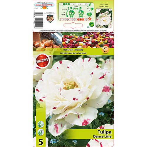 Tulpe Dance Line interface.art Bild 1 Tulpe Dance Line interface.image 1 interface.art 67457