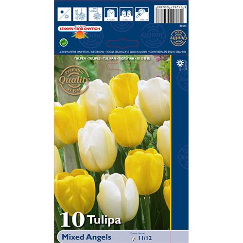 Tulpe Darwina Angels,farbmischung interface.image 1 interface.art 70267