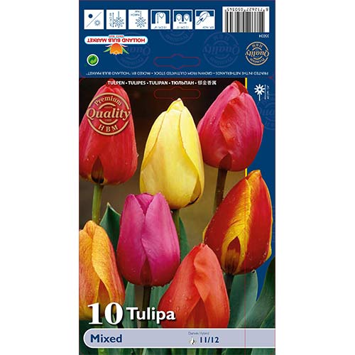 Tulpe Darwina,farbmischung interface.image 1 interface.art 67878