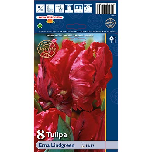 Tulpe Erna Lindgreen interface.image 1 interface.art 70260
