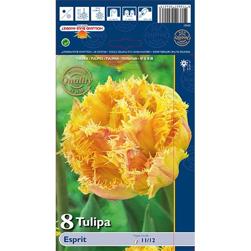 Tulpe Esprit interface.image 1 interface.art 68029