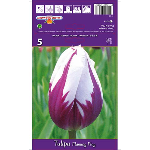Tulpe Flaming Flag interface.art Bild 1 Tulpe Flaming Flag interface.image 1 interface.art 68113