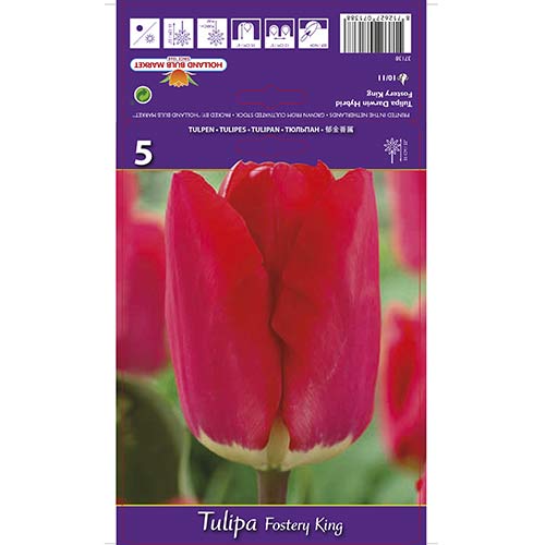 Tulpe Fostery King interface.image 1 interface.art 67856
