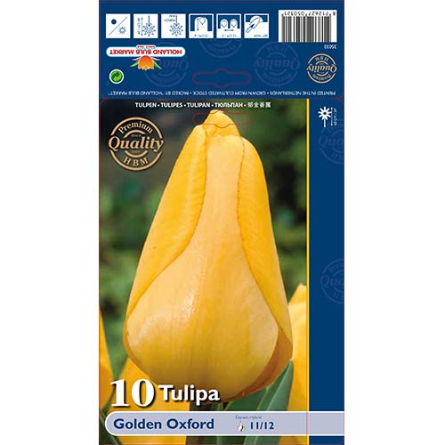 Tulpe Golden Oxford interface.image 1 interface.art 70248
