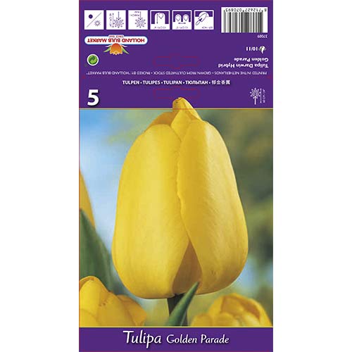 Tulpe Golden Parade interface.image 1 interface.art 67715