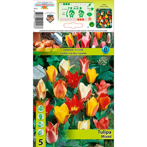 Tulpe Greiga, farbmischung interface.image 1 interface.art 67872