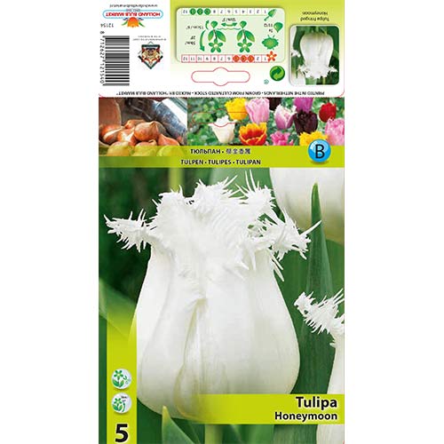 Tulpe Honeymoon interface.image 1 interface.art 68078