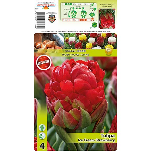 Tulpe Ice Cream Strawberry interface.art Bild 1 Tulpe Ice Cream Strawberry interface.image 1 interface.art 68403