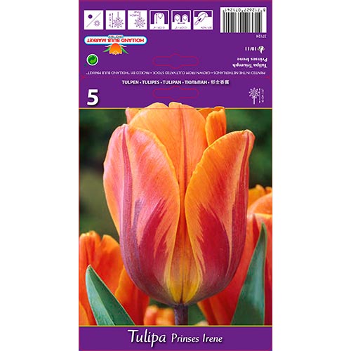 Tulpe Irene interface.image 1 interface.art 67806