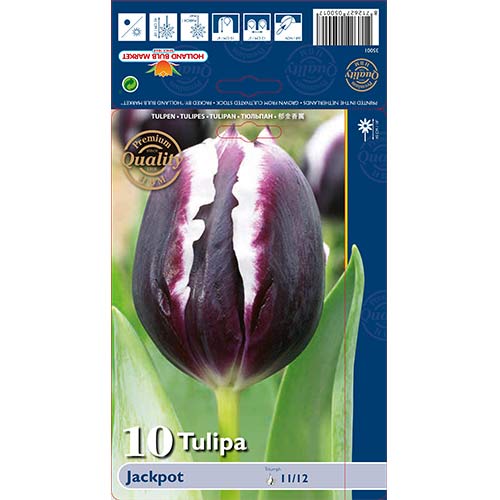 Tulpe Jackpot interface.image 1 interface.art 67727