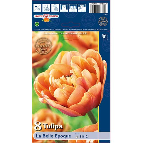 Tulpe La Belle Epoque interface.image 1 interface.art 70254