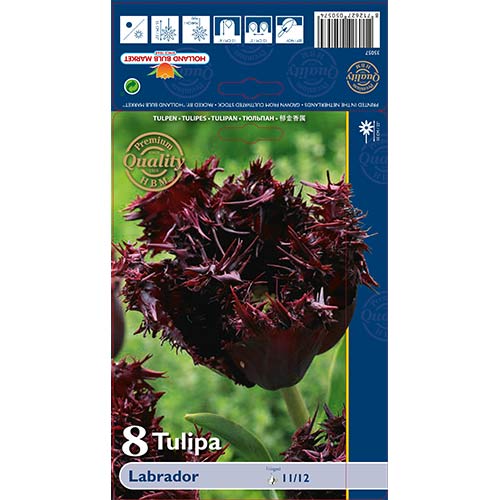 Tulpe Labrador interface.image 1 interface.art 68028