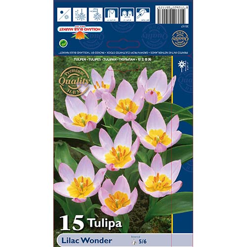 Tulpe Lilac Wonder interface.image 1 interface.art 67751